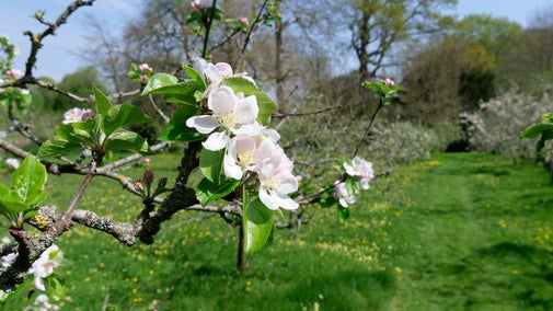A close up of pink and white apple blossom on a tree in the orchard at Lacock Abbey. The sun is shining and a grassy path dotted with yellow flowers leads off into the woodland in the distance.